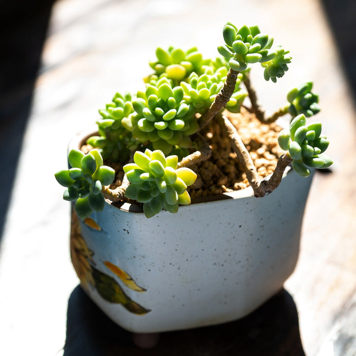 Vibrant Planter