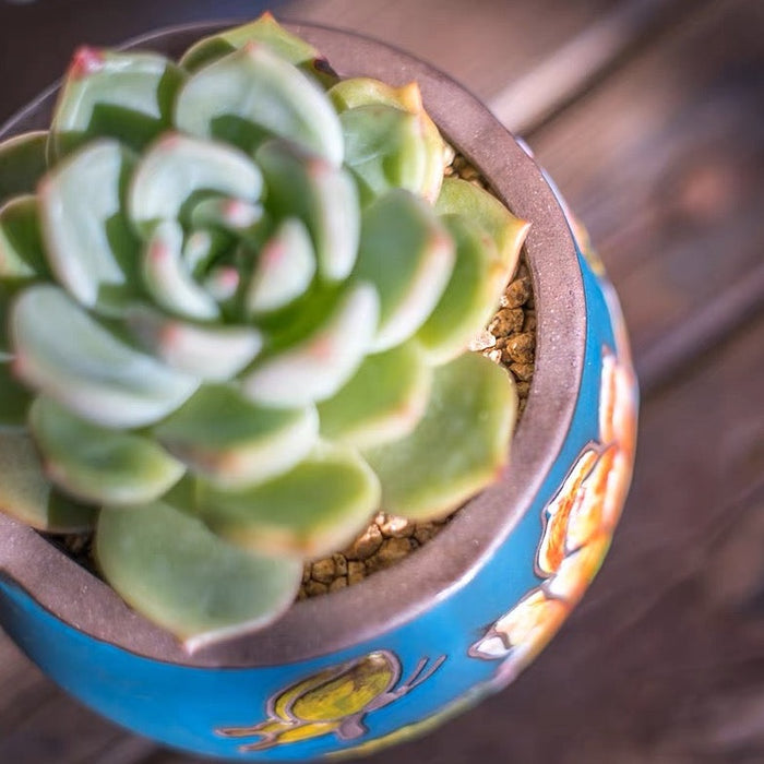 Harmony Planter